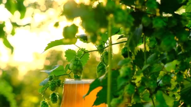 Zıplama Plantasyonunun Arka Planında Bira Bardağı Güneş Işığı Işınlarında Bira — Stok video