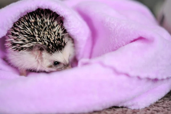 Angry hedgehog.Emotions of animals.hedgehog in a purple towel. African pygmy hedgehog.Cute hedgehog portrait