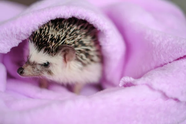 Angry Hedgehog Emotions Animals Hedgehog Purple Towel African Hedgehog Cute — Zdjęcie stockowe