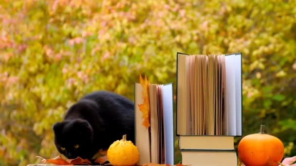 Halloween Books Autumn Reading Stack Books Pumpkins Black Kitten Wind — Stock Video