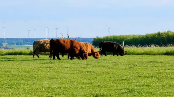 Vacas Escocesas Molinos Viento Background Highland Raza Agricultura Cría Vacas — Vídeos de Stock