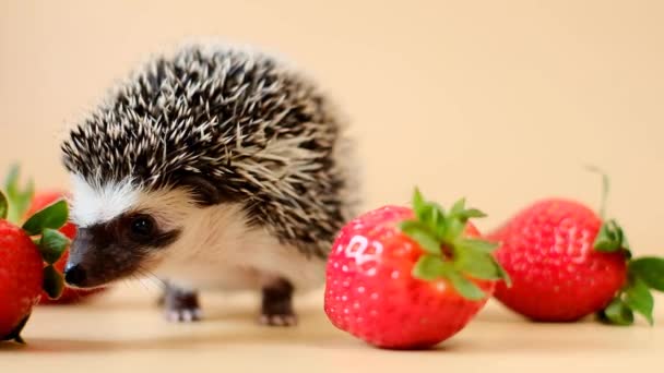 Hedgehog Strawberry Berries Strawberry Season Food Hedgehogs Gray Hedgehog Red — Stockvideo