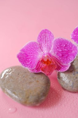 Orkide çiçeği ve su damlalarında masaj taşları. Pembe orkide çiçekleri ve pembe arka planda gri taşlar. Spa ve sağlık konsepti. Güzel doğa duvar kağıdı..