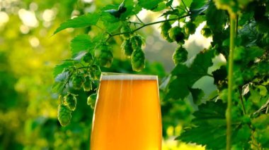 Beer in a glass on a hop plantation background.Beer and green hop cones close-up in the rays of sunlight.Raw materials for the production of beer. Rising prices for foamy drink.slow motion. 