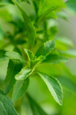Stevia rebaudiana. Tatlı yaprak şekeri yerine geçer. Bir stevia bitkisinin yapraklarını kapatır. Alternatif düşük kalorili sebze tatlandırıcısı. 