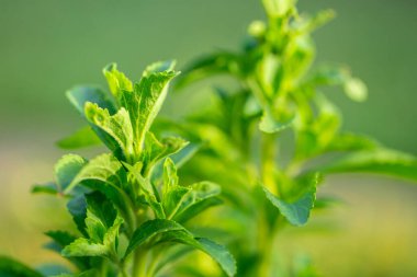 Stevia dalı bulanık yeşil bahçe arka planında. stevia bitkisi. Alternatif düşük kalorili sebze tatlandırıcısı.. 