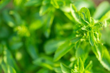 Stevia Rebaudiana şubesi bulanık yeşil arkaplanı kapatıyor. Yaprak şekeri yerine stevia bitkisinin yapraklarını kapat. Düşük Kalorili Sebze Tatlandırıcı 