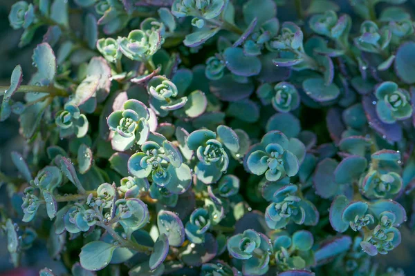 Groundcover Flower Sedum Eversa Ewersii Succulents Sedums Macro Beautiful Nature — Photo