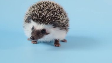 Kirpi duyguları. Huysuz evcil hayvan. Afrika cüce kirpisi. 4k görüntü
