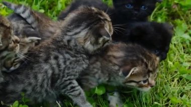 Çimenli kedi yavruları grubu. Kedi yüzleri. Yumuşak küçük kedi yavruları. 4k görüntü