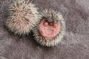 Yeni doğmuş iki kirpi yumuşak gri kürklü. İki yeni doğmuş kirpi. Afrika beyaz karınlı kirpi.