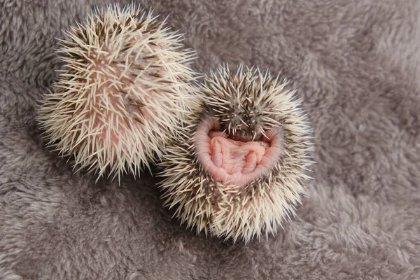 Newborn hedgehogs on soft gray fur. Two small newborn hedgehogs. African white-bellied hedgehog.