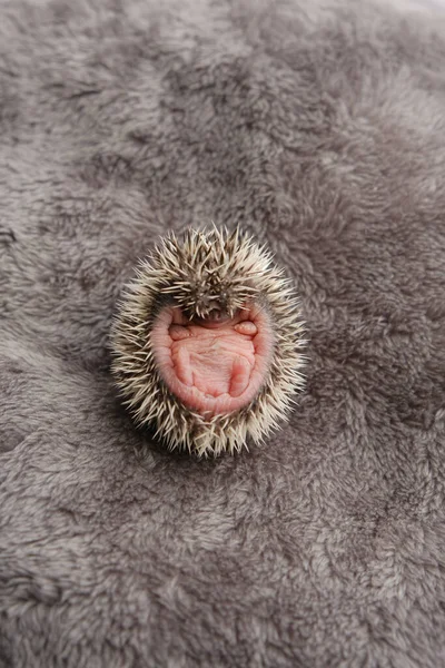 Baby Hedgehog Newborn Hedgehog Soft Gray Fur Small Newborn Hedgehog — Stock Photo, Image