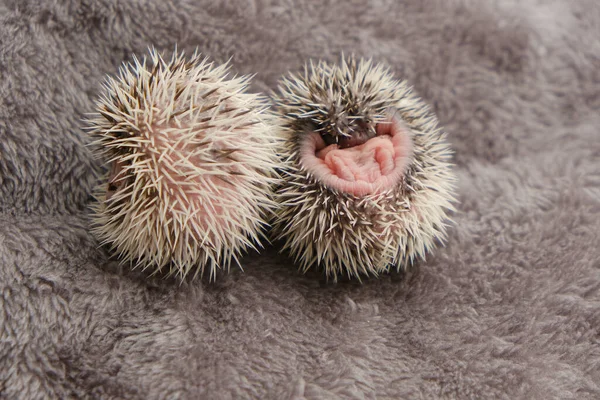 Newborn hedgehogs on soft gray fur. Two small hedgehogs. African white-bellied hedgehog.