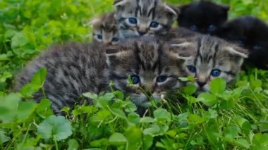 Kedi yüzleri. Yeşil çimlerde mavi gözlü tüylü kedi yavruları. Yavru kediler. Tekir İskoç kediler. 4k görüntü