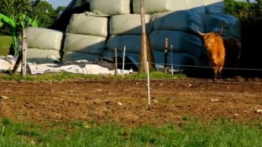 Arka planda saman balyalarında İskoç boğası. Highland cinsi. Kürklü inekler. 4k görüntü