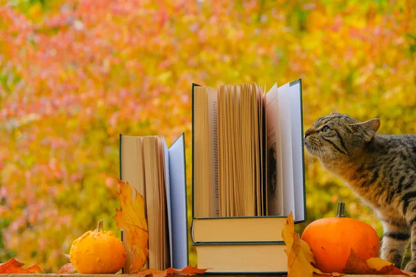 cat and books. Stack of books,pumpkins and and kitten in the autumn garden.Autumn books. Cozy autumn mood.Autumn cozy reading.