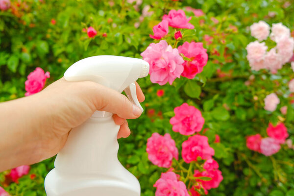 White bottle with disinfectant for roses in a female hand on a rose flower bed background. Remedy for roses from diseases and pests.Sanitizing Rose. caring for roses