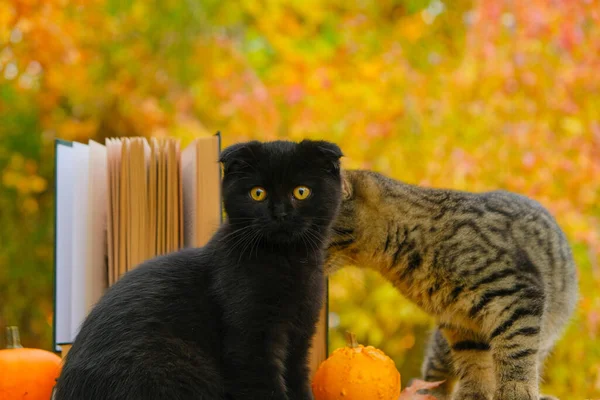 Halloween Books Black Cat Books Stack Books Pumpkins Fluffy Kitten — Stock Photo, Image