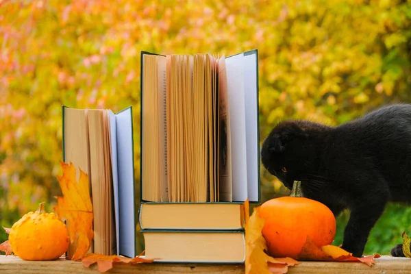 cat and books. Halloween books.Stack of books,pumpkins and and black fluffy kitten in the autumn garden.Autumn books. Cozy autumn mood.Autumn cozy reading.