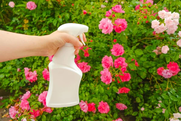 Roses Treatment White Bottle Disinfectant Roses Female Hand Rose Flower — Stock Photo, Image