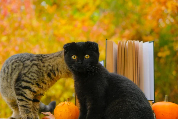 Halloween books.Black cat and books. Stack of books,pumpkins and and black fluffy kitten in the autumn garden.Autumn books. Cozy autumn mood.Autumn cozy reading.
