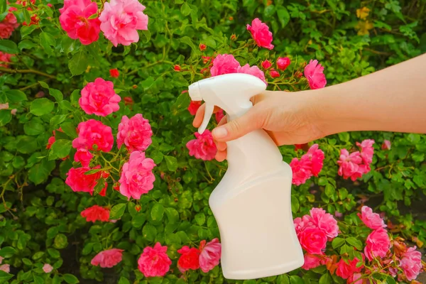 bottle with disinfectant for roses in a female hand on a rose flower bed background. Remedy for roses from diseases .Sanitizing Rose. caring for roses