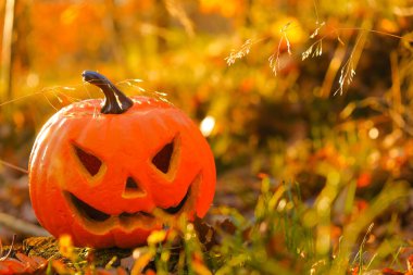 Cadılar Bayramı. Sonbahar güneşli ormanlarında balkabağı Jack feneri. Cadılar Bayramı sezonu. Şenlikli balkabağı sembolü. 