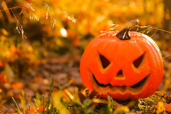Halloween.Pumpkin Jack lantern in the autumn sunny forest.Halloween season. Festive pumpkin symbol.