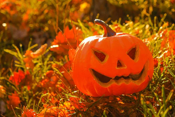 Halloween holiday symbol. Pumpkin Jack lantern in the sunny forest.Autumn holidays traditional background. Halloween season. Festive pumpkin symbol.October carnival symbol