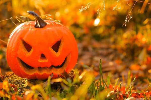 Halloween holiday symbol. Pumpkin Jack lantern in the autumn sunny forest.Autumn holidays traditional background. Halloween season. Festive pumpkin symbol.October carnival