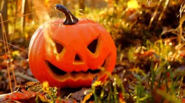 Halloween holiday symbol. Pumpkin Jack lantern in the autumn sunny forest.Halloween season. Festive pumpkin symbol. 4k footage