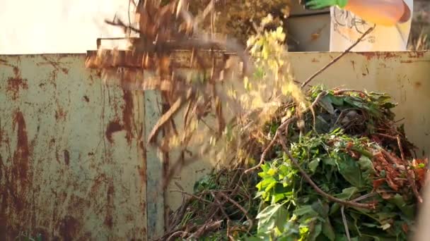 Green Compost Rusty Metal Tank Sun Vegetable Compost Hands Man — Stok video