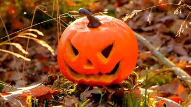 Halloween symbol. Pumpkin Jack lantern in the autumn forest. Festive symbol.Halloween season. 4k footage