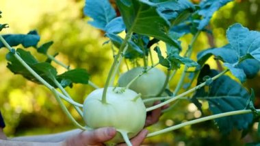 Kohlrabi with leaves in male hands in a summer garden .Green healthy farm vegetables.Fresh big kohlrabi from own garden. Vegan and vegetarian nutrition ingredient. 4k footage