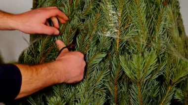 Noel ağacı açma işlemi. Noel ağacına sarılmış eller. 4k görüntü