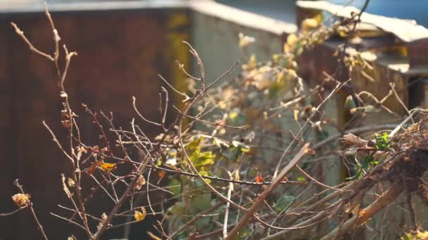 Twigs Leaves Dust Rusty Metal Tank Sun Green Compost Bio — ストック動画