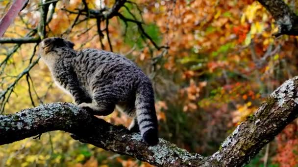 Schots Tabby Kitten Een Kleurrijke Boom Herfst Wandelen Pets Kitten — Stockvideo