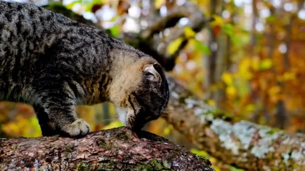 Skotské Tabby Kotě Stromě Barevnými Podzimními Listy Kotě Stromě Podzimní — Stock video