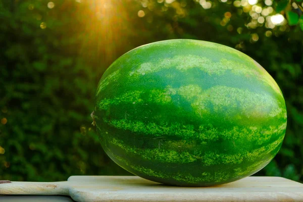 Watermelon Harvest Green Watermelon Wooden Board Summer Garden Rays Sun — ストック写真