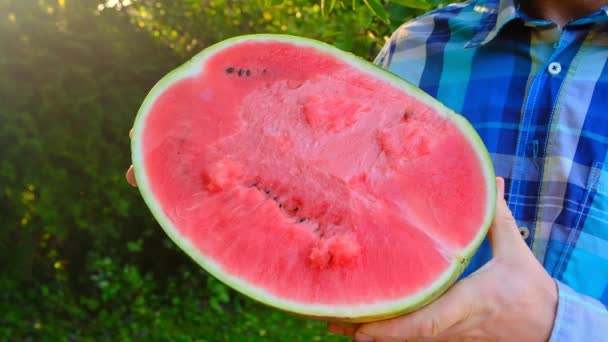 Watermelon Harvest Watermelon Cut Male Hands Summer Garden Slow Motion — Wideo stockowe