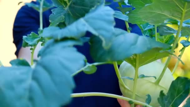 Kohlrabi Harvest Ripe Kohlrabi Leaves Male Hands Green Healthy Farm — Vídeo de Stock