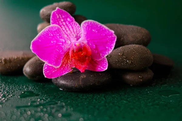 Tapéta Kövekkel Virágokkal Orchideavirág Kövek Vízben Csepp Sötét Zöld Hátterben — Stock Fotó
