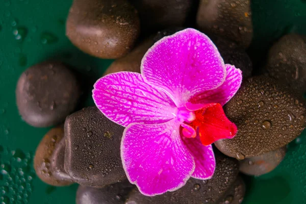 Orchid flower and massage stones in water drops on a dark green background.Pink orchid flowers and gray stones.Photo wallpaper with stones and flowers. Spa and wellness concept.Beautiful nature