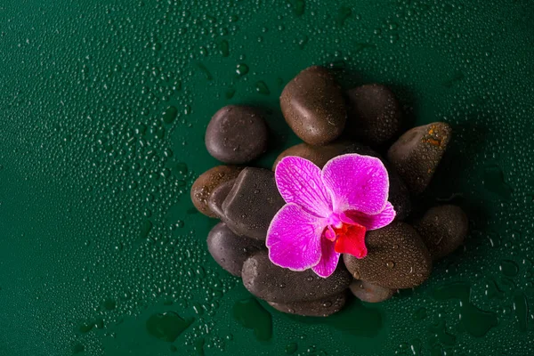 Wallpaper Stones Flowers Spa Wellness Orchid Flower Massage Stones Water Imagen De Stock