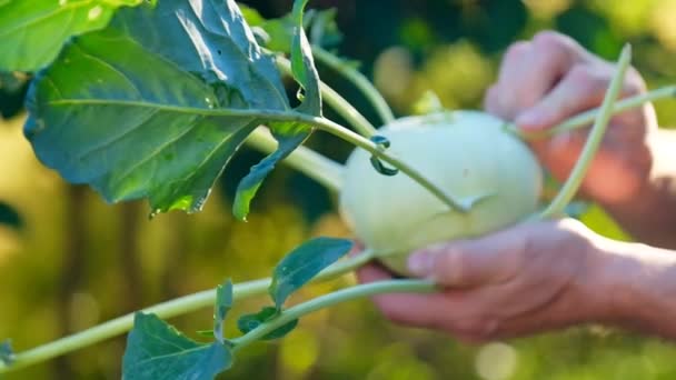 Çiftçi Yaz Bahçesindeki Yapraklardan Kohlrabi Temizliyor Olgun Kohlrabi Erkek Ellerinde — Stok video