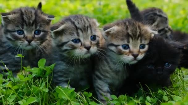 Kittens Group Green Grass Close Kitten Faces High Quality Footage — Vídeo de stock