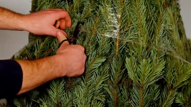 Christmas Tree Unpacking Process Buying Installing Christmas Tree Male Hands — Stockvideo