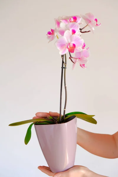 Orchid Flower Pink Orchid Lilac Pot Hands Light Background Growing — ストック写真