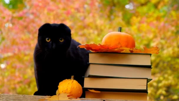 Halloween Books Black Cat Halloween Holiday Symbol Stack Books Pumpkins — Stok video